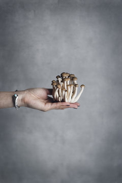 Woman's hand holding shimeji mushrooms