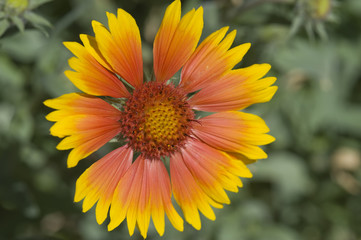 Blanket Flower, Gaillardia Grandiflora