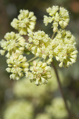 Buckwheat or Sulphur Flower, Eriogonum umbellatum