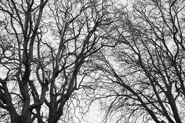 Black and white trees silhouettes