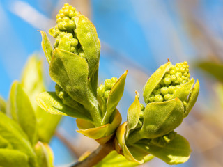 Lilac buds closeup