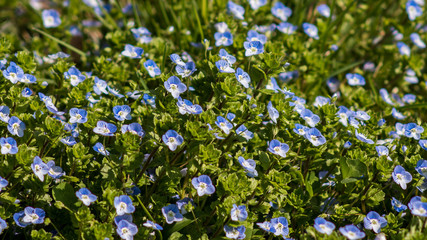 Beautiful blue forget-me-not flowers