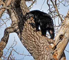Black Bear in a Tree
