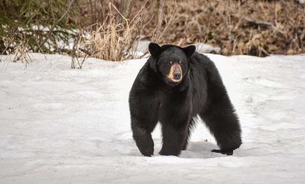 Black Bear in a Snow Field