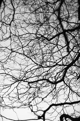 Black and white trees silhouettes