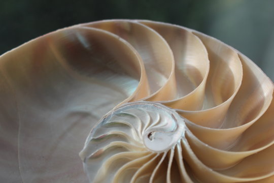 nautilus shell symmetry Fibonacci half cross section spiral golden ratio structure growth close up back lit mother of pearl close up ( pompilius nautilus ) stock, photo, photograph, image, picture,
