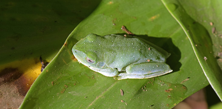 True tree frog sighted in remnant of Atlantic Rainforest