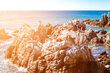 Rocks with brown pelicans in Chile
