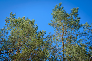 The branches of the pine trees against the sky