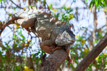 Colorful iguana climbing on the tree branch and warming on sun
