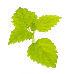 Fresh mint leaves isolated on white background. © gitusik