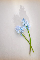 Beautiful photo greeting with blue small flowers on a background of white paper
