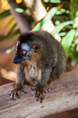 Common brown lemur with with paler eyebrow patches sitting on tree stem
