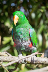 Parrot portrait of bird. Wildlife scene from tropic nature.