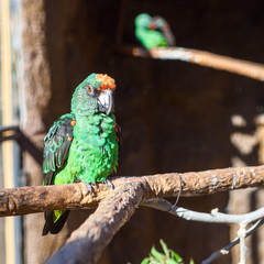 Green Jardine (Jardinero) parrot sitting on tree branch in aviary © Kekyalyaynen