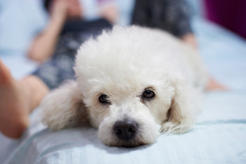 Mean white poodle dog