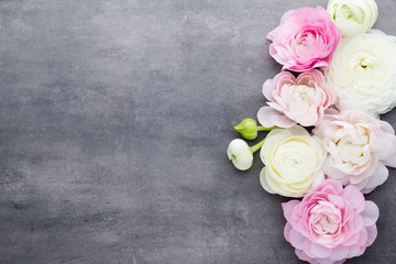Beautiful colored ranunculus flowers on a gray background.