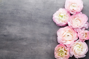 Pink beautiful ranunculus on gray background.