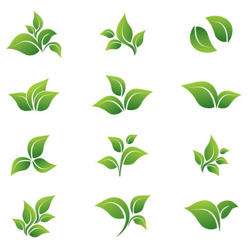 Leaves, vector, icon, set against a white background. Elements for eco bio logos.