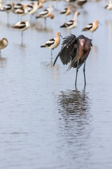 Reddish Egret and .American Avocet