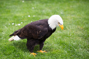 Portrait of a bald eagle on grass.