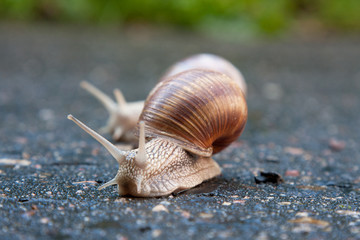 Two running snails 2