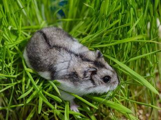 Little hamster in high grass