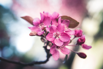 Fototapeta na wymiar Colorful spring flowers