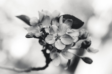Black and white spring flowers