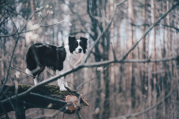 Собака бордер колли стоит на ветке в лесу