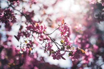 Colorful spring flowers