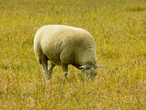 Grazing sheep