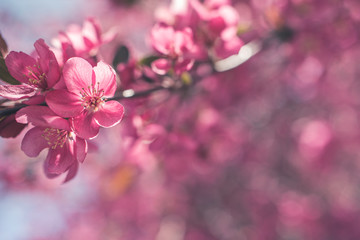 Fototapeta na wymiar Colorful spring flowers