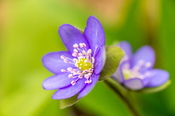 Closeup of Anemone hepatica (Hepatica nobilis)  in forest with green leaves and another Anemone hepatica on background
