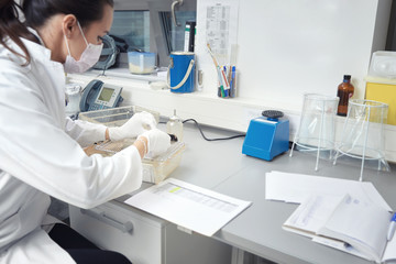 Female scientists handles laboratory mouse