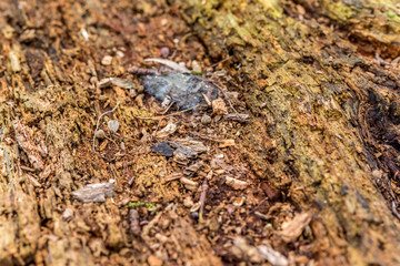 Old tree trunk declay (wood erosion) in deep forest at early spring, macro
