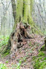 Fototapeta na wymiar Old unusual tree trunk in forest at early spring, with magic atmosphere