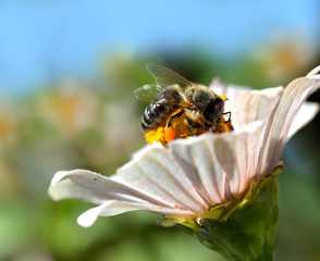 Honey bee looking for pollen in flower