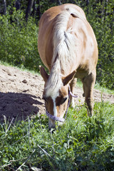 Naklejka na ściany i meble Il cavallo baio, mangia l'erba del prato
