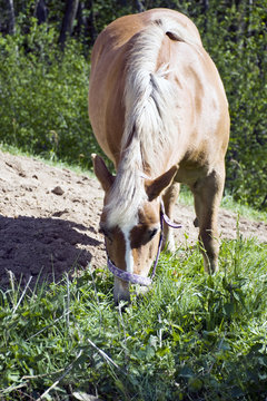 Il cavallo baio, mangia l'erba del prato