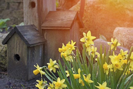 Spring flowers with bird house concept and bright sun with copyspace.  Spring summer weather with outdoors and fresh air and life love and happiness.