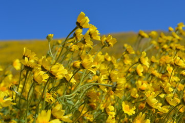 California Wildflower Super Bloom 
