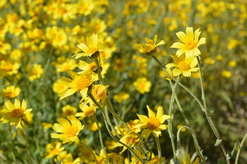 Yellow Wildflowers 