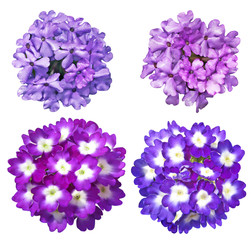 Verbena Flower set © Le Do