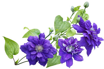 Purple clematis Flower - obrazy, fototapety, plakaty
