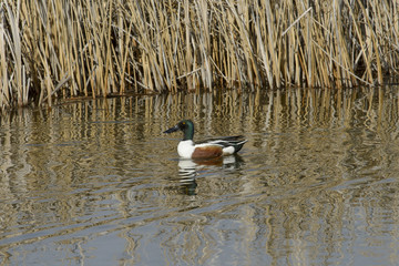 Northern Shoveler 