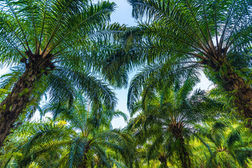Fototapeta na wymiar Palm tree plantation for energy industrial