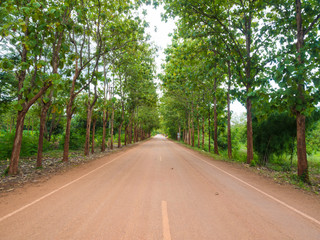 Fototapeta na wymiar Teak forest with rural road