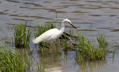 The little egret (Egretta garzetta) single bird standing in water near Danube river in Zemun,Belgrade,Serbia.