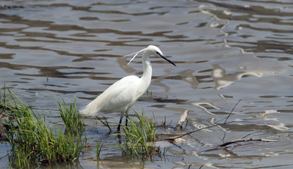 The little egret (Egretta garzetta) single bird standing in water near Danube river in Zemun,Belgrade,Serbia.